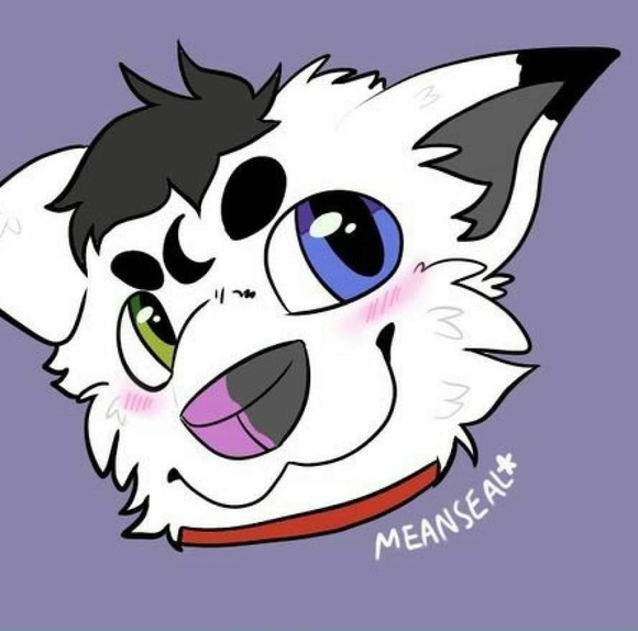 shenaowl14